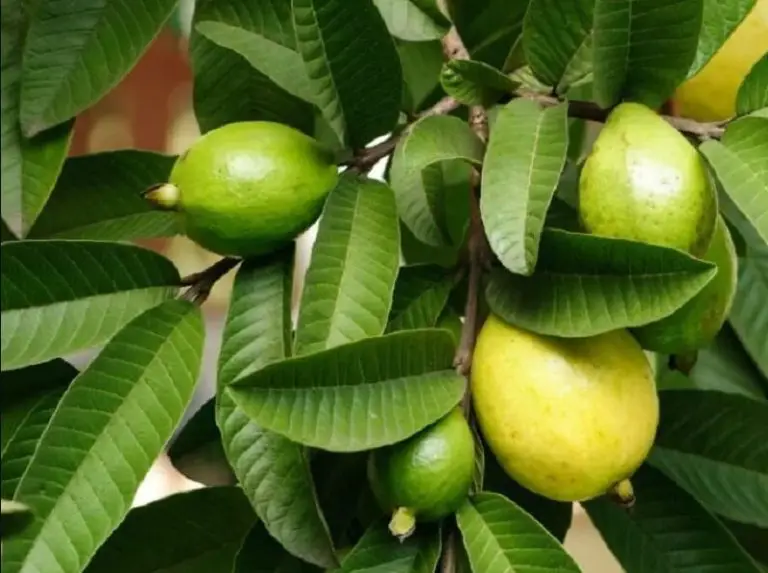 Beneficios del té de hoja de guayaba y cómo hacerlo Hoy En Belleza