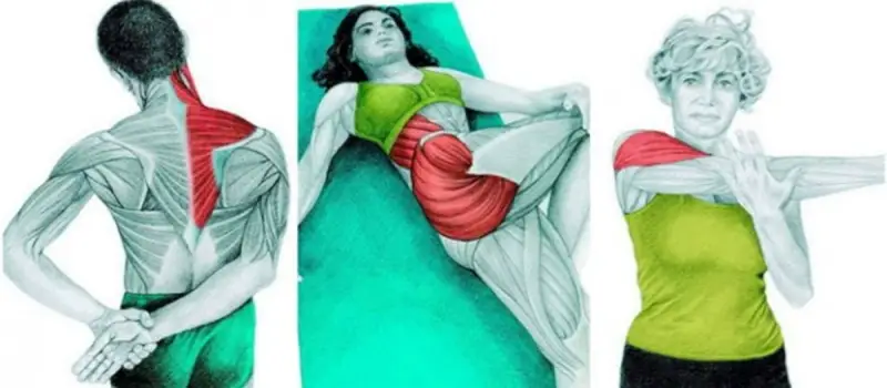 El arte del estiramiento: reduzca su riesgo de dolor y lesiones con estos 30 ejercicios de estiramiento