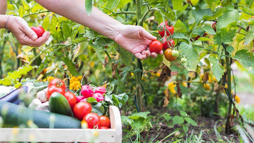 Aprende la forma más fácil de cultivar tomates para que nunca tengas que volver a comprarlos