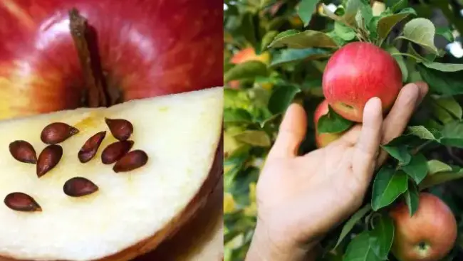 Te enseñamos cómo cultivar un árbol de manzana desde la semilla