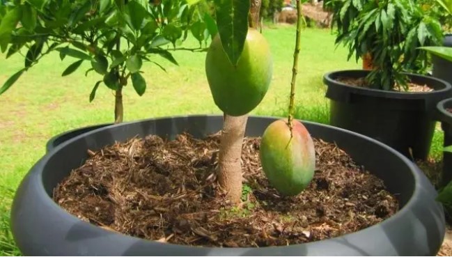 ¿Cómo germinar y cultivar mango en maceta? Aprende desde la semilla