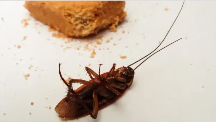 Cosas simples que atraen a las cucarachas a tu casa (además de la comida)