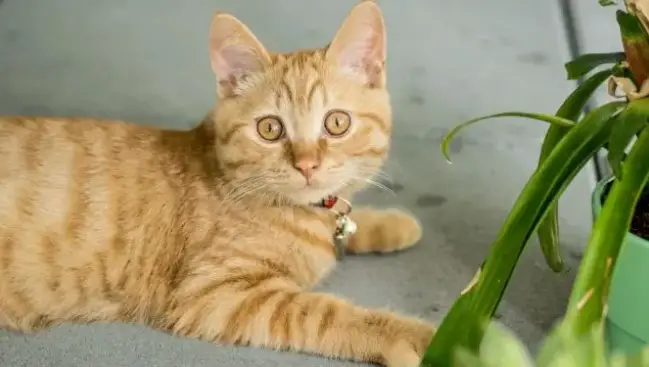 ¿Cómo evitar que tu gato se coma y dañe las plantas de tu casa? Es muy sencillo