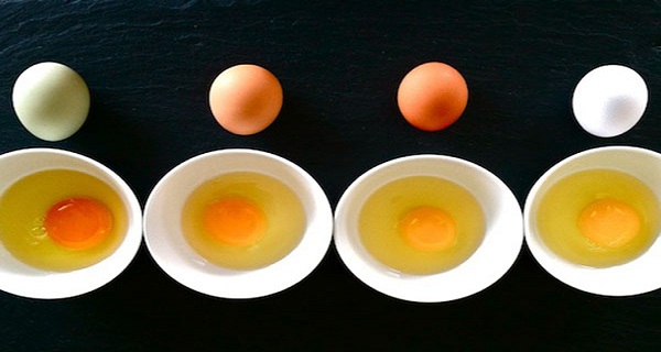 ¿Puedes adivinar cuál de estos huevos es de un pollo sano?