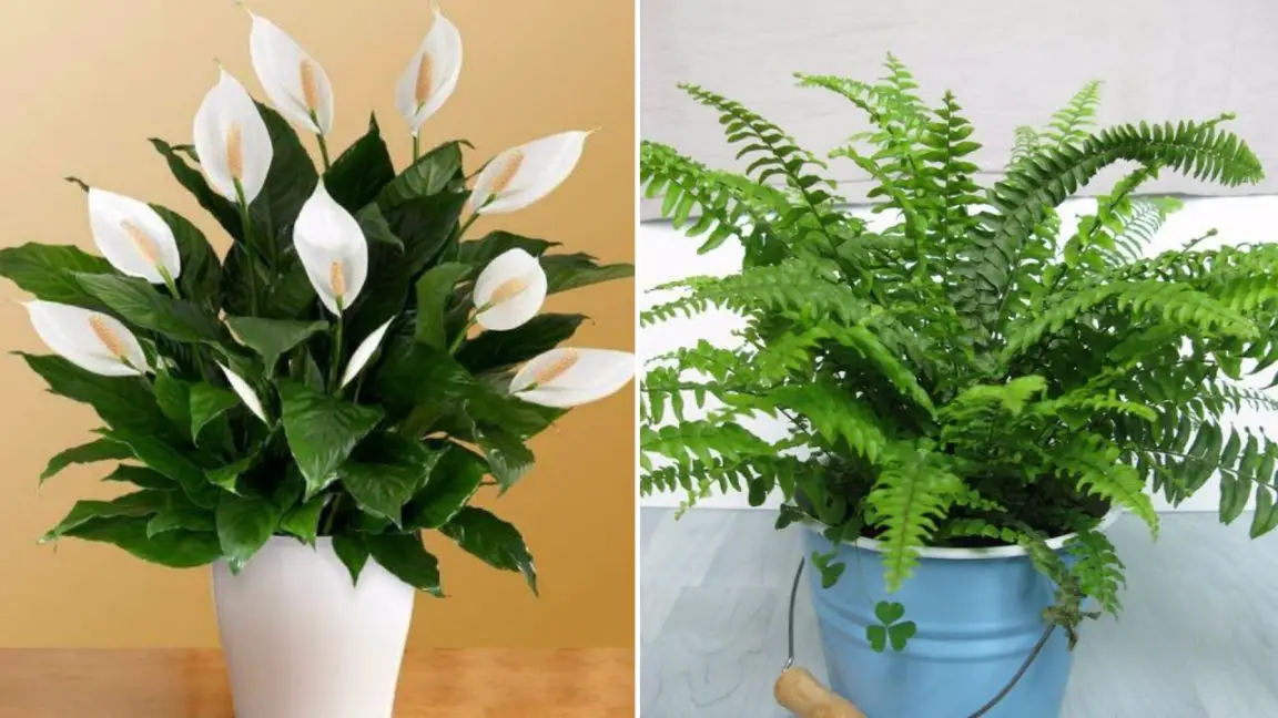 Plantas que pueden eliminar la humedad interior y evitarle alergias y asma