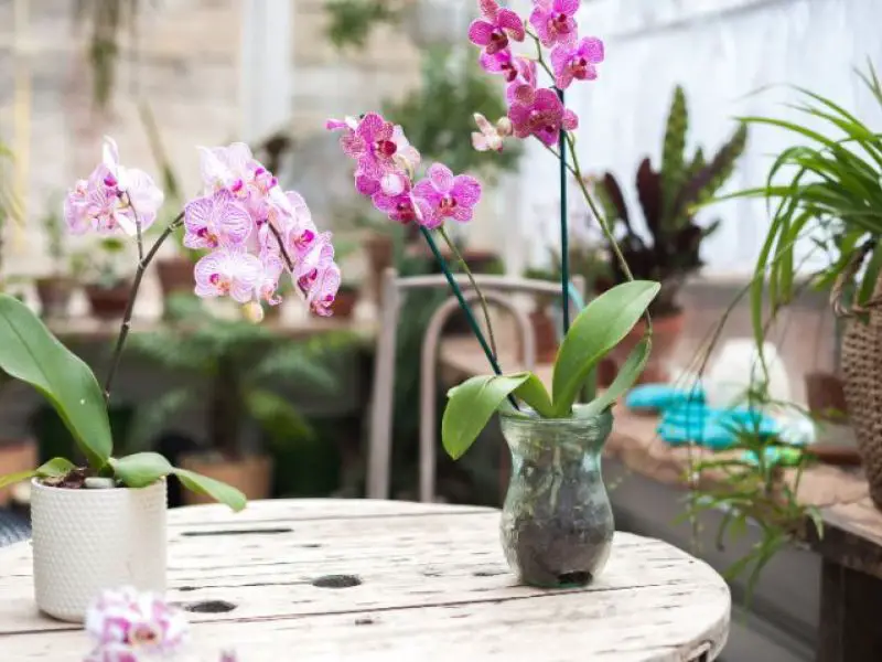 Cómo hacer que las orquídeas vuelvan a florecer