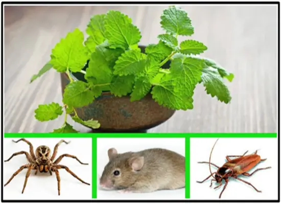 Si tienes esta planta en casa, nunca verás ratas, arañas o insectos