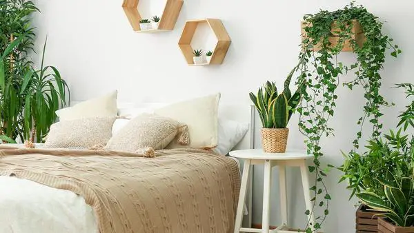 Plantas de dormitorio para ayudarte a dormir mejor y crear un ambiente relajante