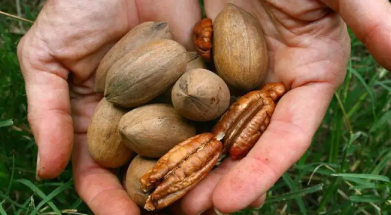 Cómo cultivar árboles de nueces pecán: consejos para un cultivo exitoso
