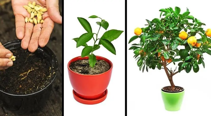 Plantas inusuales que puedes cultivar ahora mismo para sorprender en tu jardín